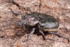 páchník hnědý (Brouci), Osmoderma eremita (Scopoli, 1763) (Coleoptera)